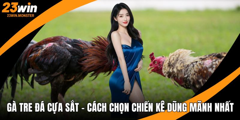 gà tre đá cựa sắt
